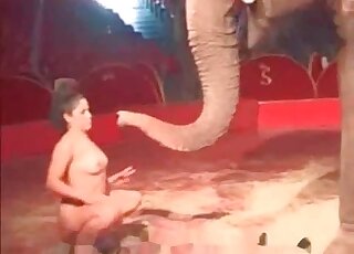 Elephant wants to fuck a human