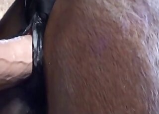 Horse pussy gets fucked by a very sexy toy - ミルフ アニマルセックス 