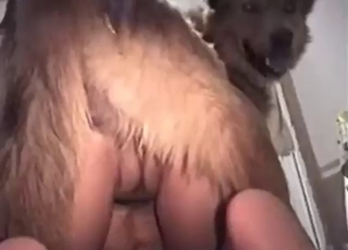 MILF gets her pussy destroyed by a brown dog
