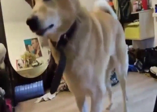 Crazy zoo sex with a pup-fucking blonde MILF