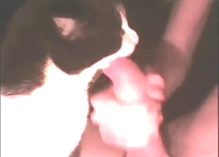 Good-looking animal is licking his ass here