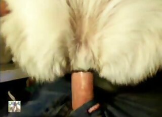 Stunning white dog anally impaled in the missionary pose