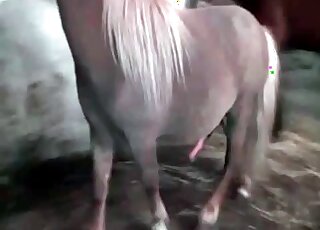 Assless chaps MILF fucks a hung horse
