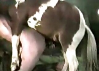Bigdicked أشرطة الفيديو الإباحية سكس حيوانات مع ميلفات الأكثر
